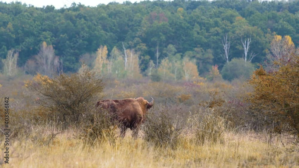 European bison bonasus bull marching in a dry bushy prairie,Czechia. European bison bonasus bull marching in a dry bushy prairie,Czechia.