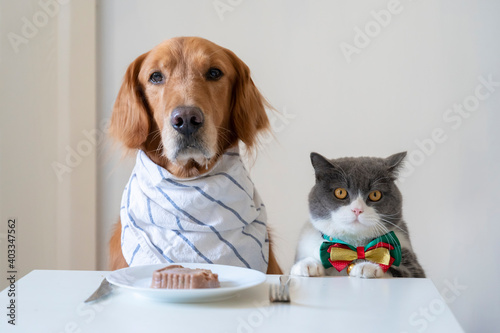 Golden Retriever and British Shorthair prepare to eat