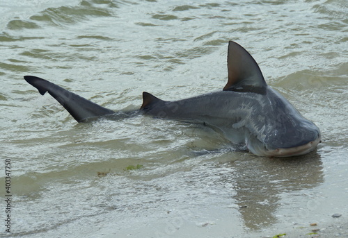 Εκτύπωση καμβά A bull shark caught on the shore