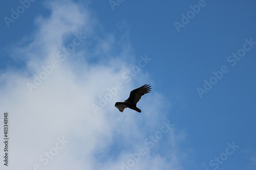 Vulture flying among the clouds