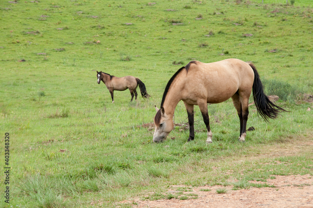 two horses grazing in a meadow two horses grazing in a meadow