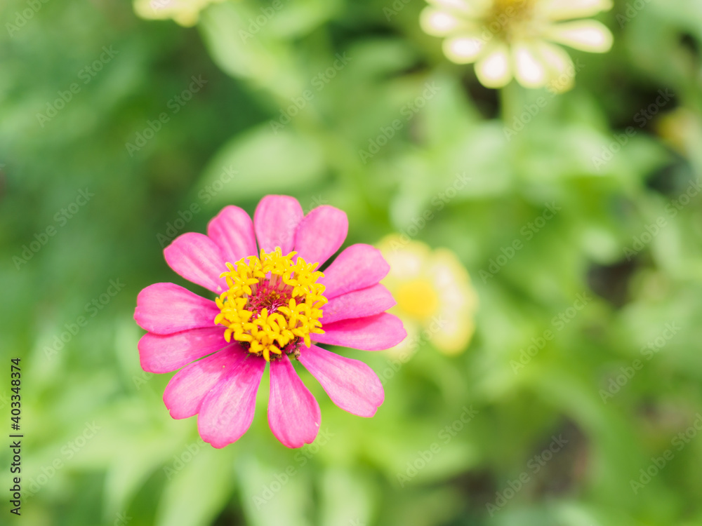 Zinnia herbaceous plant pink. Oval or elliptical petals Flowering in bouquet at end shoot. Like being outdoors Easy to maintain Planted as an ornamental plant, large plot for beauty delivery for sale Zinnia herbaceous plant pink. Oval or elliptical petals Flowering in bouquet at end shoot. Like being outdoors Easy to maintain Planted as an ornamental plant, large plot for beauty delivery for sale