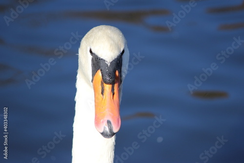 Closeup of mute swan face