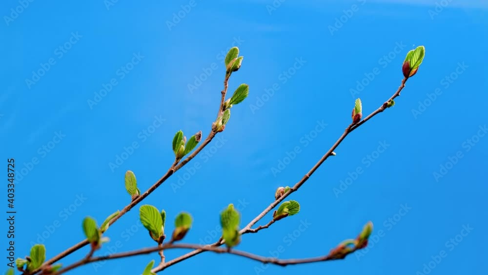 Time-lapse of sprouts germinating in tree in spring, blue sky background Time-lapse of sprouts germinating in tree in spring, blue sky background
