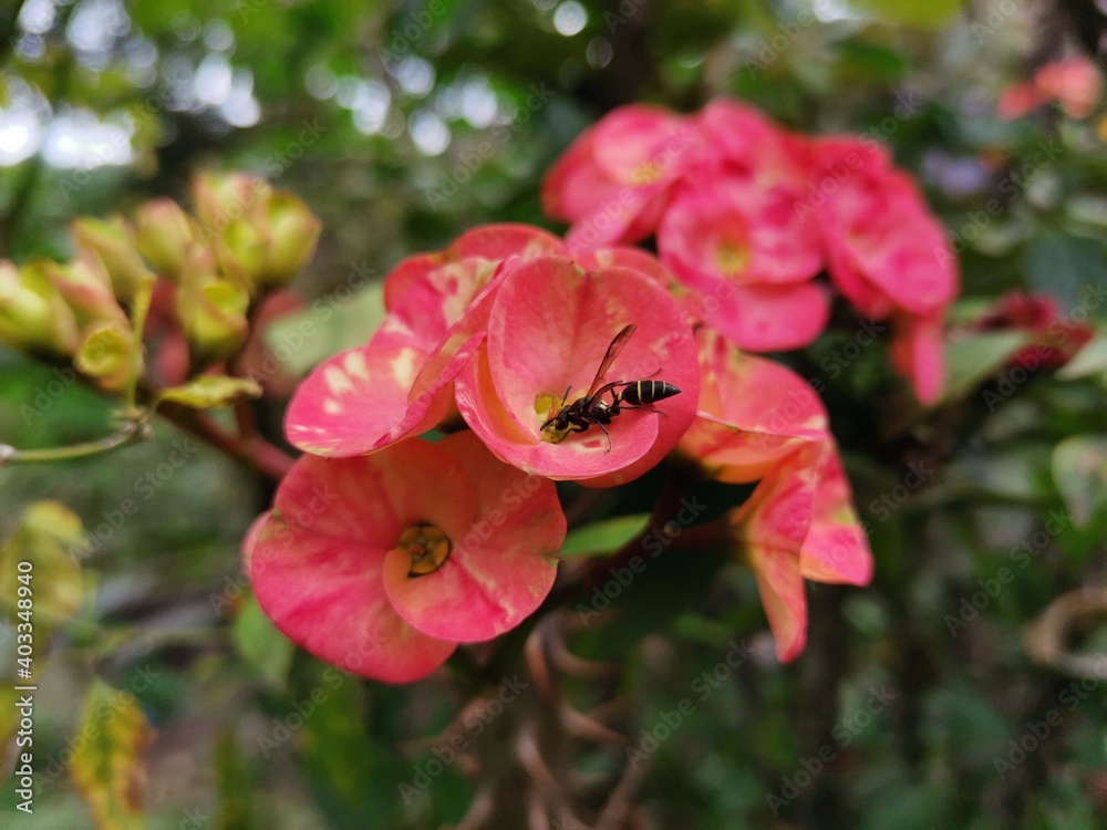 flower flower