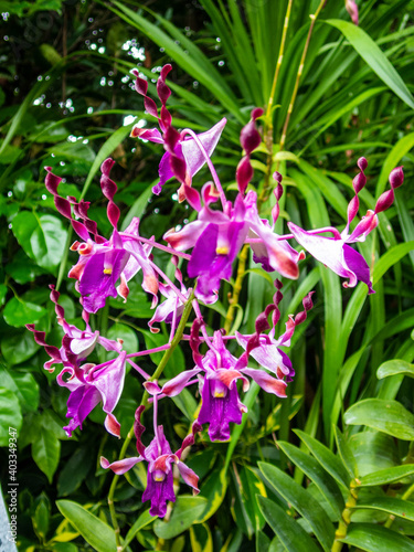 Beautiful colorful orchids at a botanic garden in Singapore.  Flora and nature.