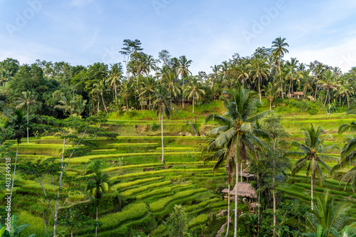 Tegallalang rice terrace in Ubud, Bali.