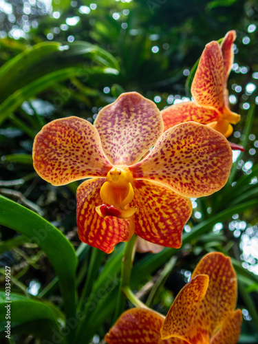 Beautiful colorful orchids at a botanic garden in Singapore.  Flora and nature.