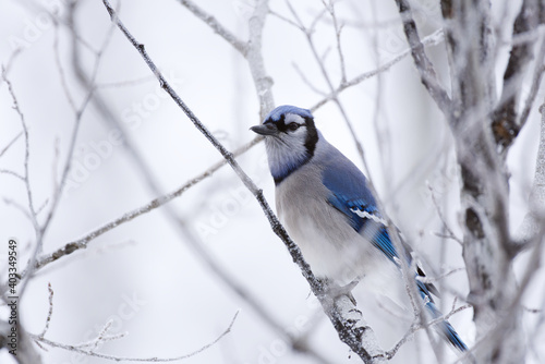 Valokuva Blue Jay bird perched on a frost-covered tree branch