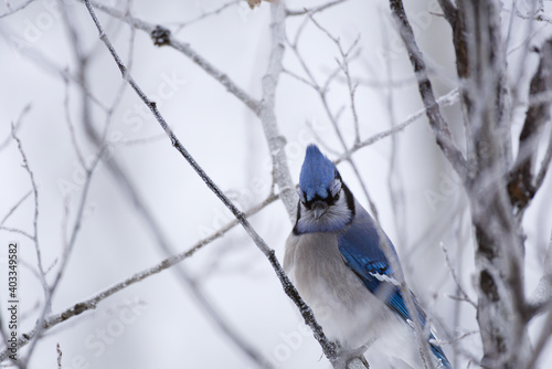 Blue Jay bird perched on a frost-covered tree branch © James