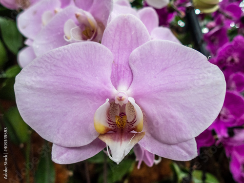 Beautiful colorful orchids at a botanic garden in Singapore. Flora and nature.