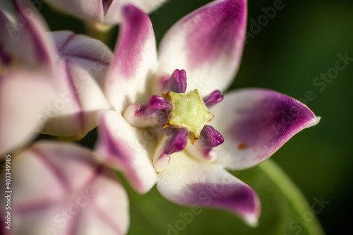 Calotropis gigantea  the crown flower calotropis gigantea has been used as a folk medicine in India for many years  and has been reported to have a variety of uses. In Ayurveda