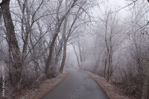 winter road in the forest