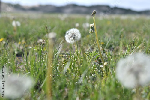 dandelions in the grass