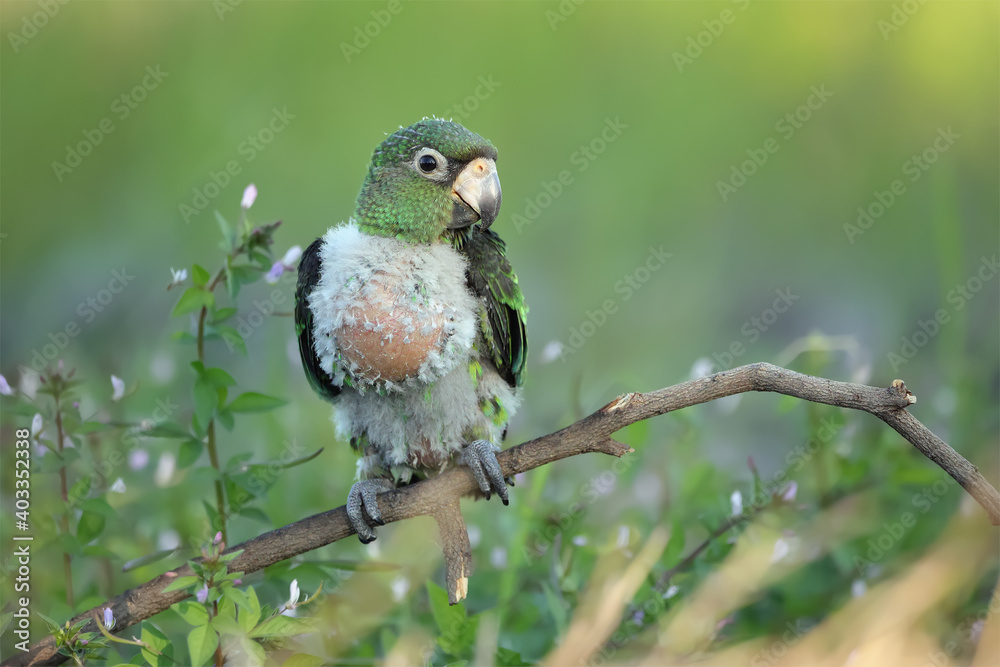 A beautiful green and white baby macaw Parrot. Green background A beautiful green and white baby macaw Parrot. Green background