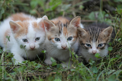 Cute little homeless kittens on the street in summer.