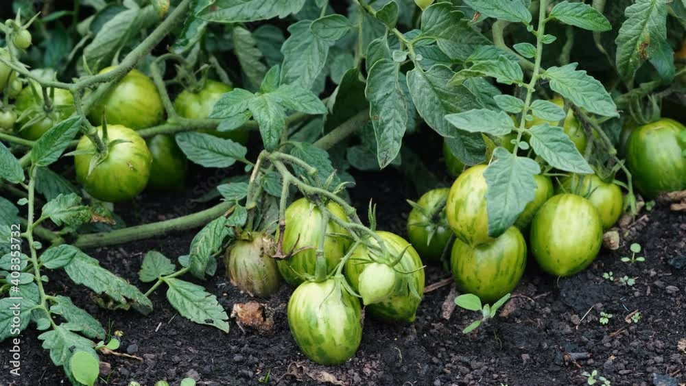 Lush Tomato Bushes Grow in Garden Bed. Summer. Harvest Ripening Season. Tomatoes Spice. Agriculture. Greenhouse. Fruits lie on Ground. More Green Tomatoes. Good Harvest. Environmentally Friendly Food Lush Tomato Bushes Grow in Garden Bed. Summer. Harvest Ripening Season. Tomatoes Spice. Agriculture. Greenhouse. Fruits lie on Ground. More Green Tomatoes. Good Harvest. Environmentally Friendly Food