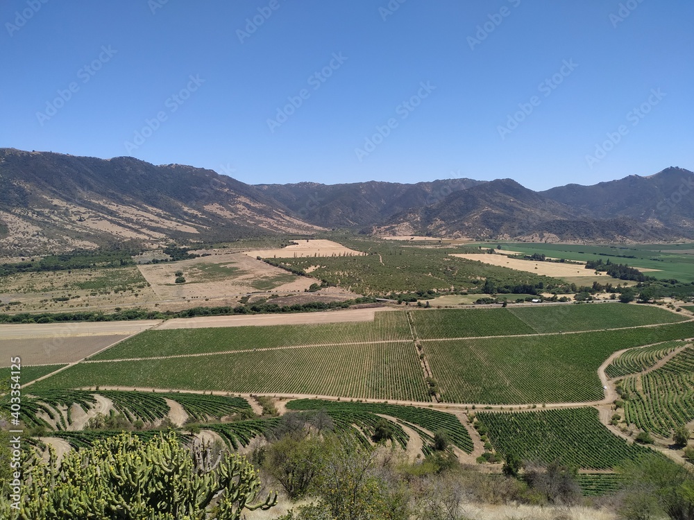vineyard in the region