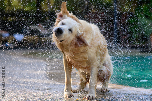 Wet dog shaking water of its coat after having a swim in a pool