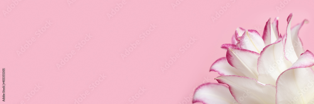 Blossoming delicate petals of peony lily, white blooming lilies flower on pink banner
