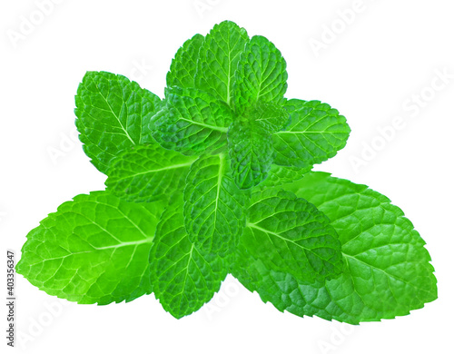 Fresh Melissa leaves isolated on the white background. Bushy  Mint, peppermint closeup.