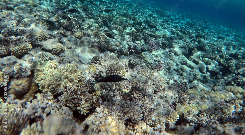Tropical coral reef. Ecosystem and environment. Egypt. Near Sharm El Sheikh Tropical coral reef. Ecosystem and environment. Egypt. Near Sharm El Sheikh