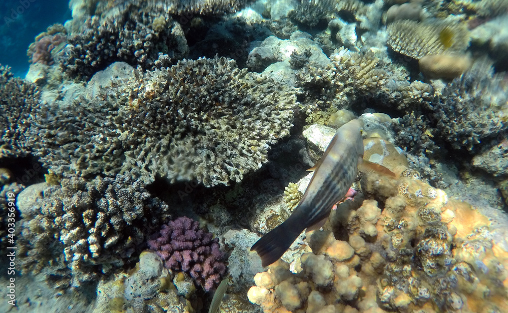 Tropical coral reef. Ecosystem and environment. Egypt. Near Sharm El Sheikh Tropical coral reef. Ecosystem and environment. Egypt. Near Sharm El Sheikh