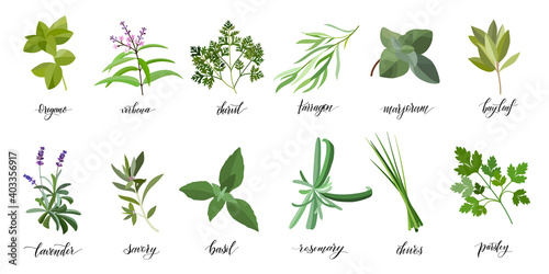 Popular Culinary Herbs and spices big set. Isolated objects. Vector flat illustration. For health care, store, cosmetics, health care, food design