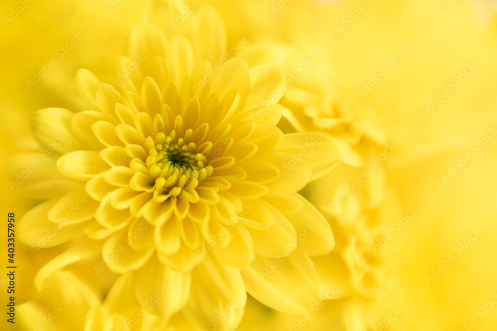Nature of flower in garden using as cover page background natural flora wallpaper or template brochure landing page design Nature of flower in garden using as cover page background natural flora wallpaper or template brochure landing page design