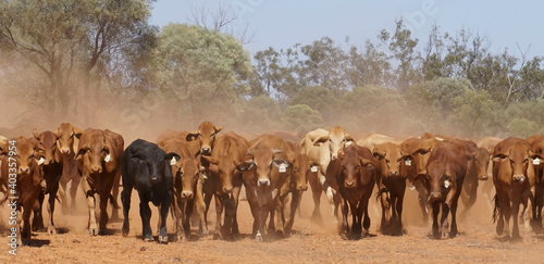 The dusty cattle muster outback Queensland. photo