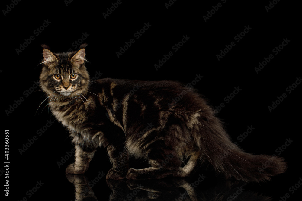 Maine Coon Cat with Brush on ears, Standing on Isolated Black Background, side view