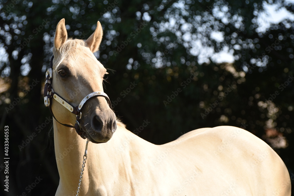American Quarter Horse