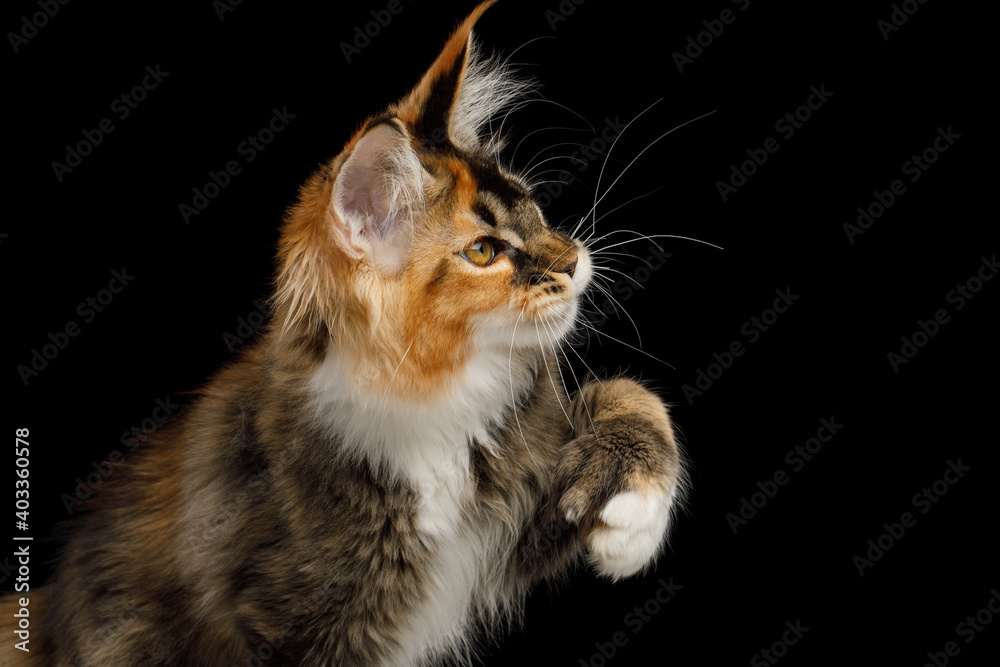 Portrait of Playful Red Maine Coon Cat Staring and raising paw on Isolated Black Background