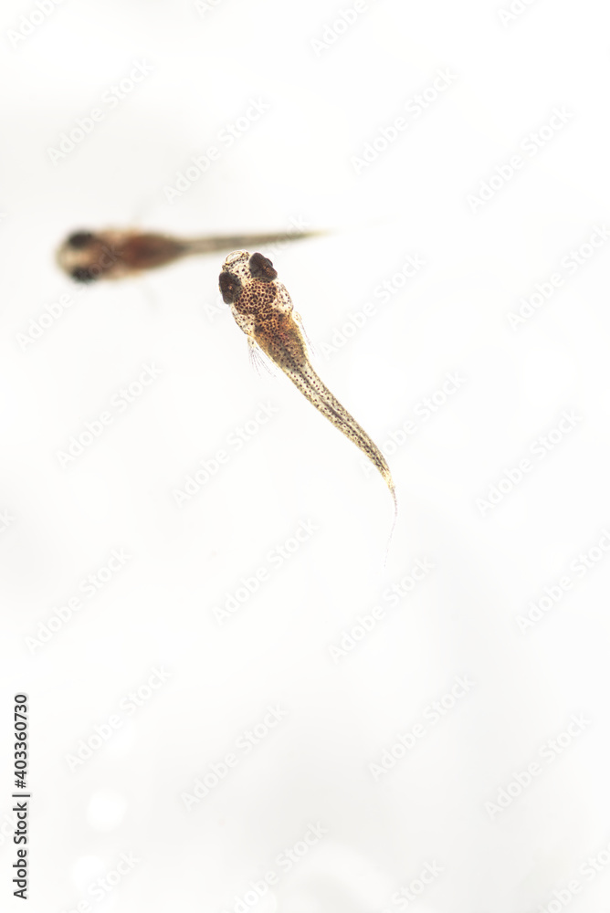 Fototapeta premium 白背景のブラックメタルレースのグッピーの稚魚