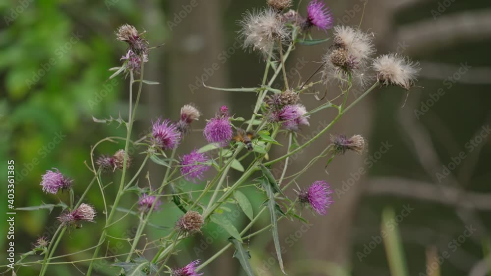 Burnt-spot Hummingbird Hawkmoth (Macroglossum Pyrrhosticta) Collecting Nectar From Thistle Flower In Autumn - selective focus Burnt-spot Hummingbird Hawkmoth (Macroglossum Pyrrhosticta) Collecting Nectar From Thistle Flower In Autumn - selective focus