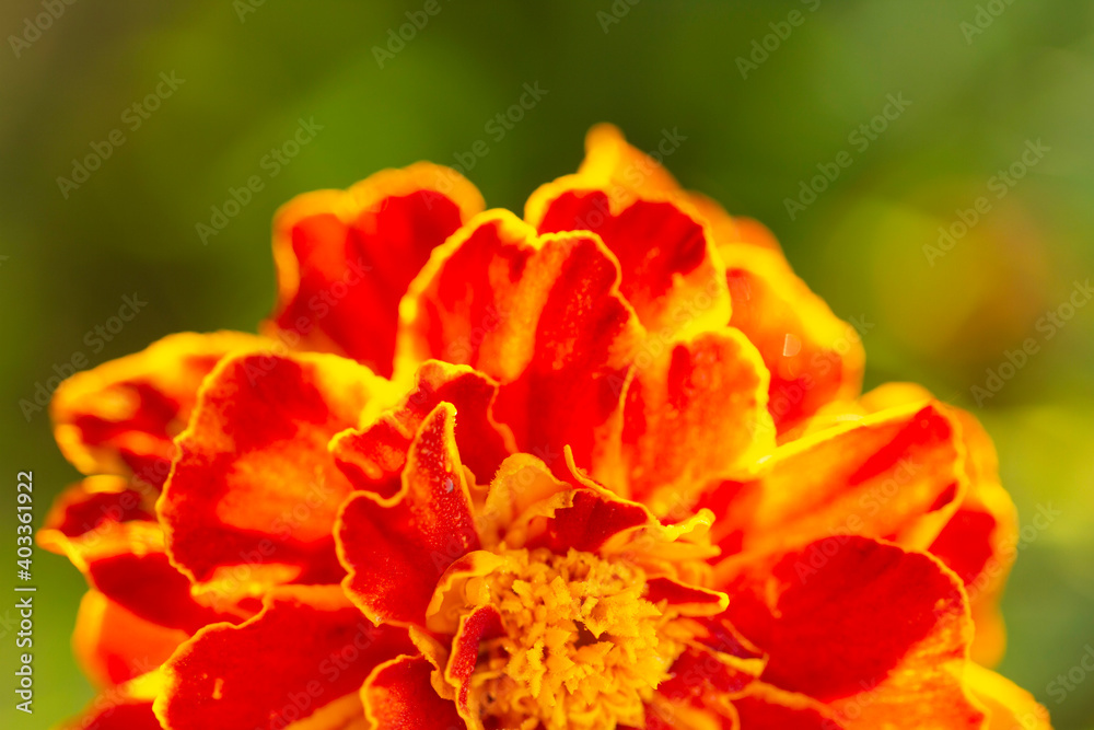Orange flower of marigold close up with copy space. Fiery petals in the sun's rays. Orange flower of marigold close up with copy space. Fiery petals in the sun's rays.