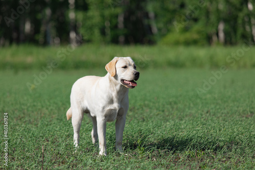 Labrador dog on green grass in park. Pet for walk in springtime.