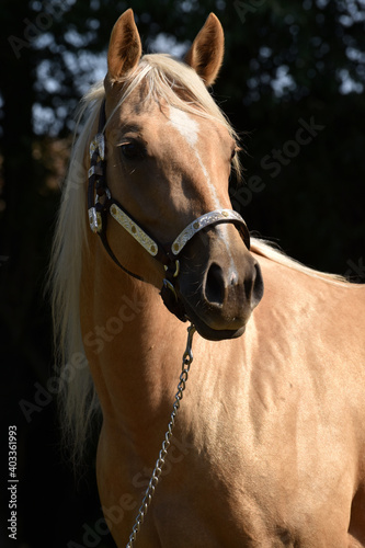 American Quarter Horse