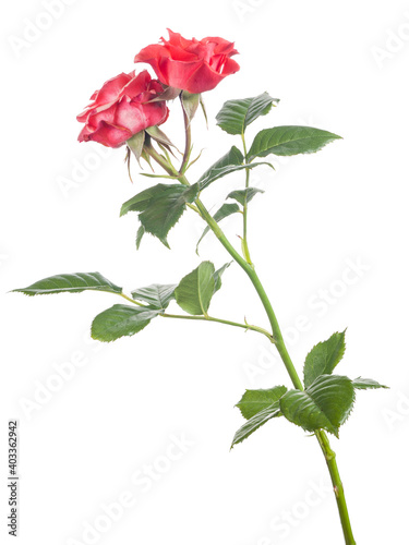 fine rose with bright red two blooms on white