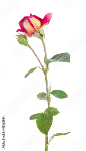 isolated dark red and light yellow rose flower