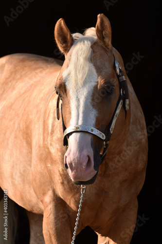 Obraz na płótnie American Quarter Horse w salonie