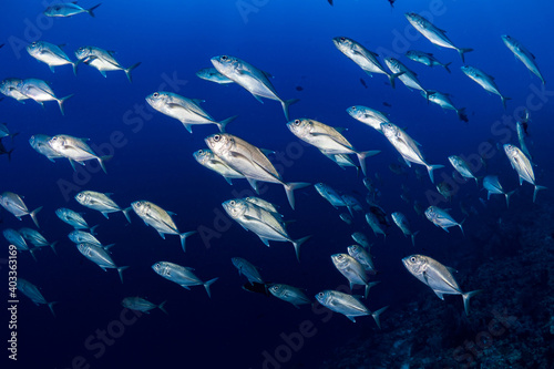 Striped Jackfish swimming above coral reef in clear water