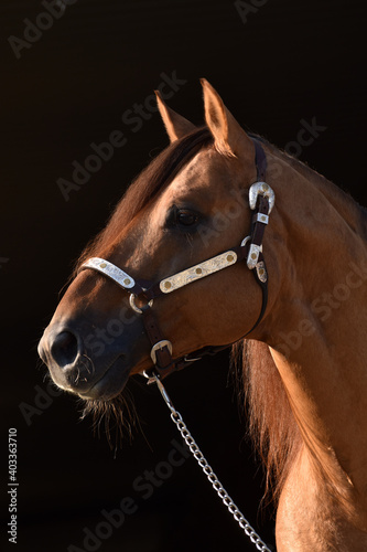 American Quarter Horse