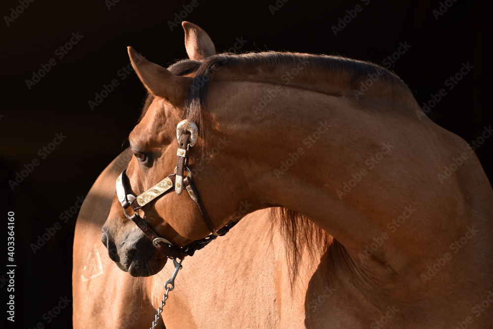 American Quarter Horse