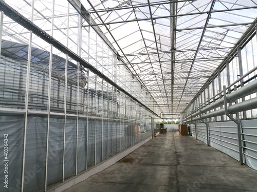 Growing tomatoes in a hydroponic greenhouse with natural light. Green tomato leaves with growing fruit