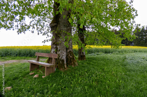 wooden bench under a big tree with rapeseed field in background