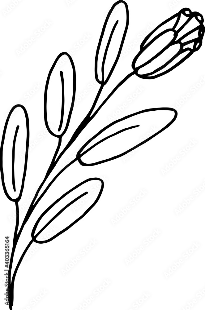 Fantastic flower. Doodle. Black and white image. Minimalism. Vector graphics. Isolated on white background. 