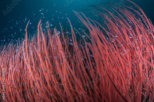 Red whip coral on coral reef Ellisella ceratophyta photo