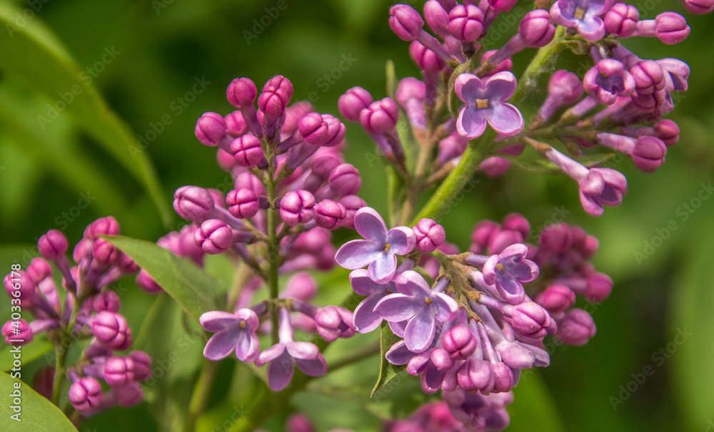 Branch of blossoming lilac at spring sunny day. Branch of blossoming lilac at spring sunny day.