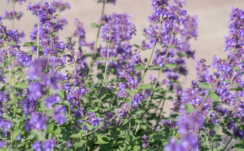 Obraz premium Field of Lavender, Lavandula angustifolia, Lavandula officinalis